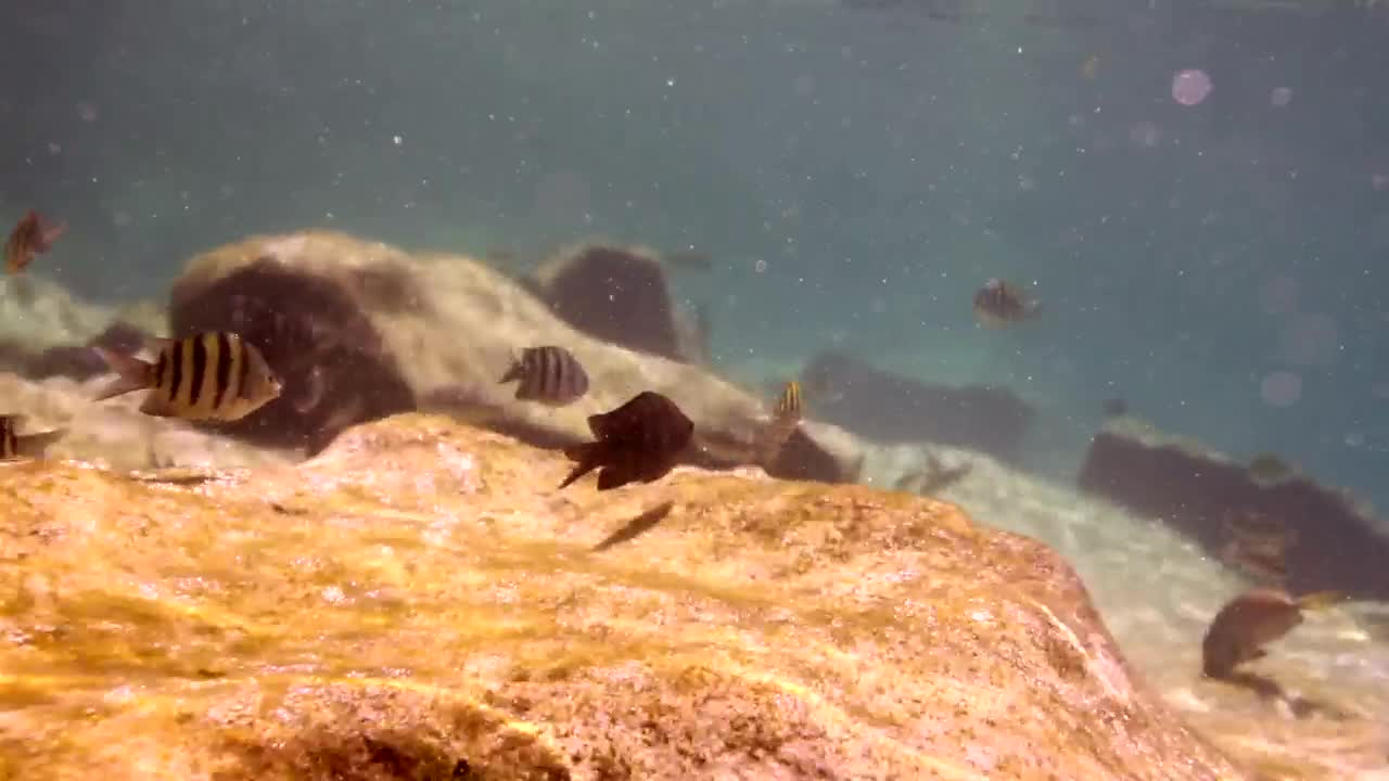 Download Stock Video Fish Swimming On A Reef Near A Rock Live Wallpaper For PC