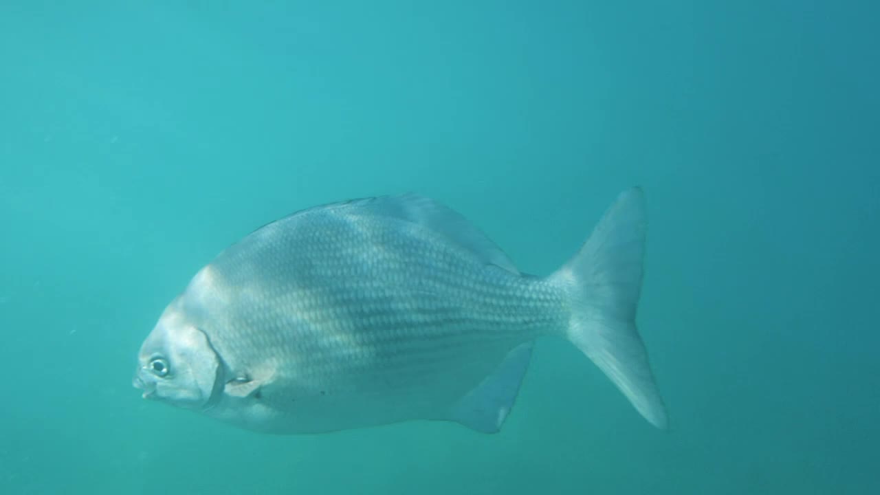 Download Stock Video Fish Swimming In The Sea Live Wallpaper For PC