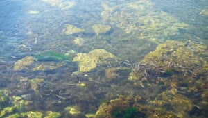 Stock Video Fish Swimming In The Shallows Live Wallpaper For PC