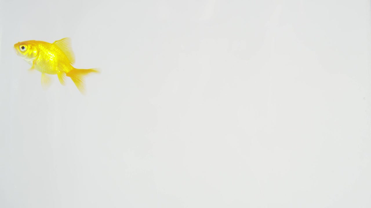 Download Stock Video Fish Swimming Around Live Wallpaper For PC