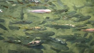 Stock Video Fish Swimming Along In A Pond Live Wallpaper For PC