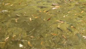 Stock Video Fish Feeding In A Large Pond Live Wallpaper For PC