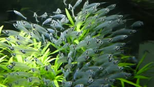 Stock Video Fish And Plants In An Aquarium Live Wallpaper For PC