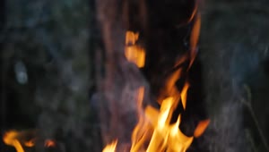 Stock Video Fire In Front Of Tree Trunk Live Wallpaper For PC