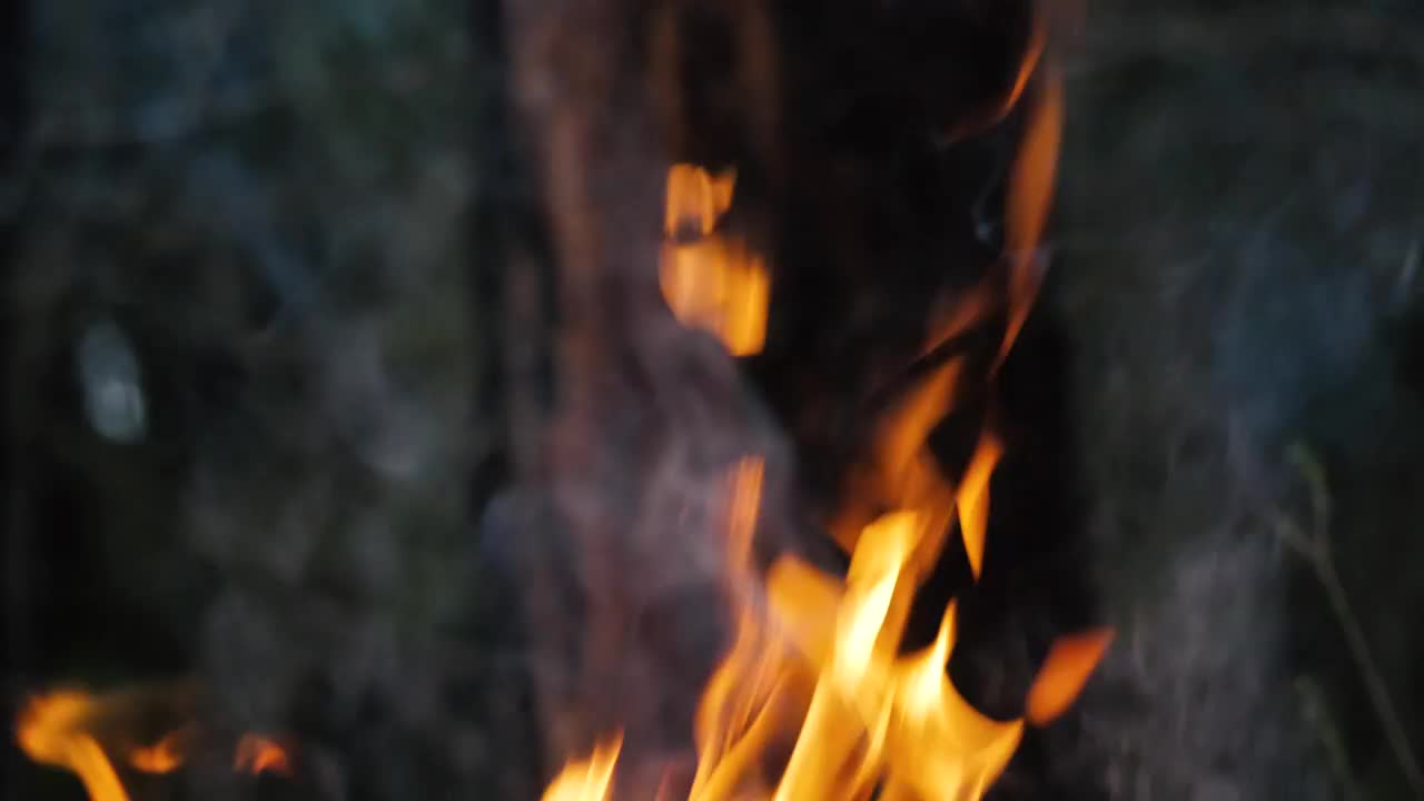 Download Stock Video Fire In Front Of Tree Trunk Live Wallpaper For PC
