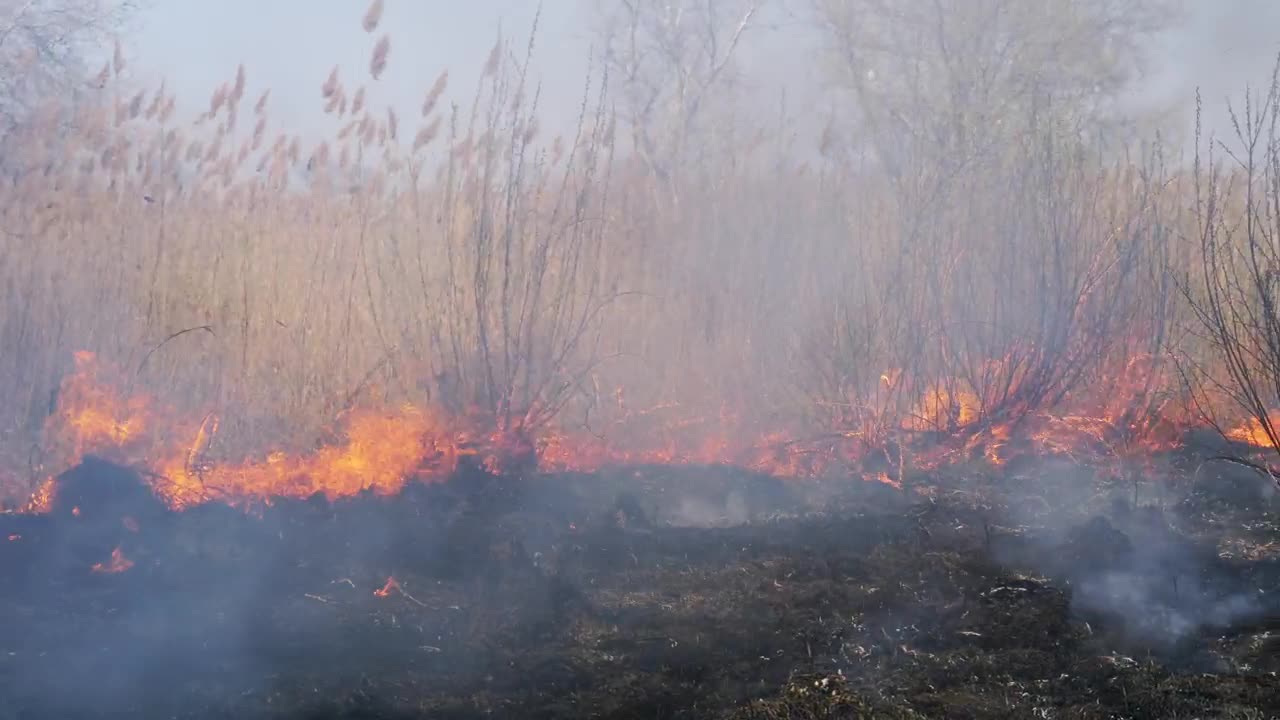 Download Stock Video Fire Consuming Dry Grass In The Forest Live Wallpaper For PC