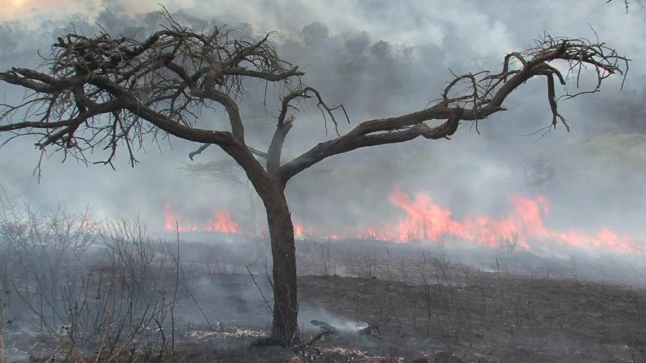 Download Stock Video Fire Burning On The Forest Live Wallpaper For PC