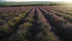 Stock Video Fields Of Lavender Plants Live Wallpaper For PC