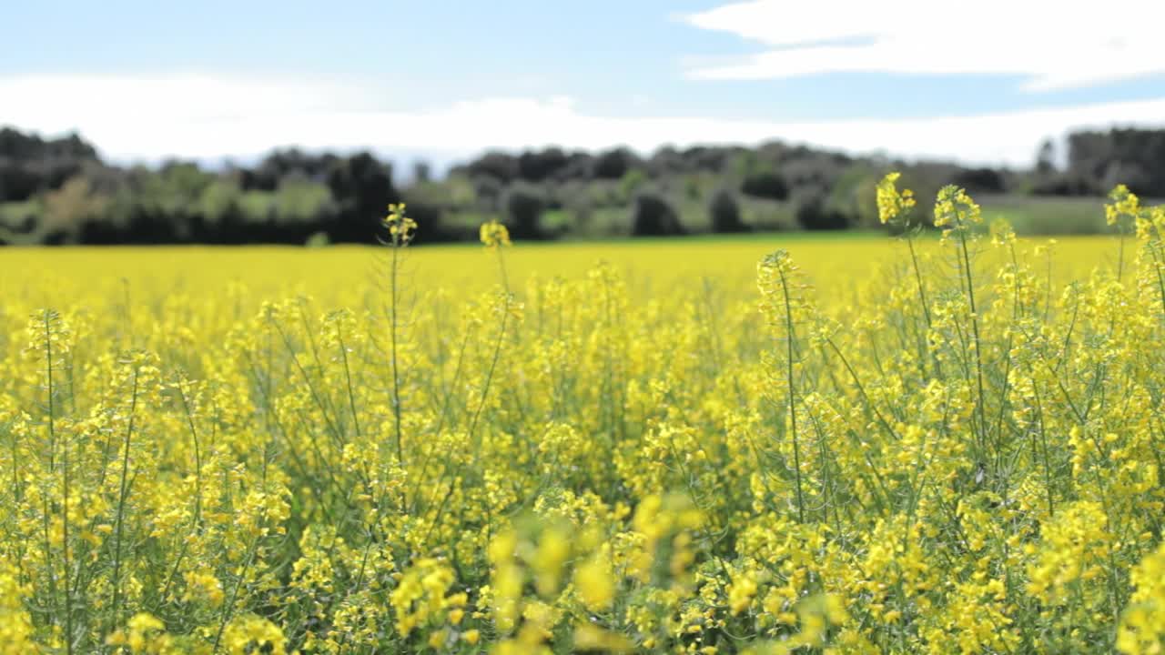 Download Stock Video Field Of Yellow Flowers Live Wallpaper For PC