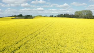Stock Video Field Of Yellow Crops By A Lake Live Wallpaper For PC