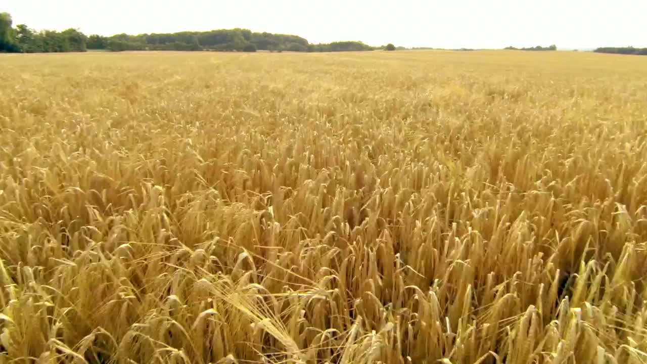 Download Stock Video Field Of Wheat Ready For Harvesting Live Wallpaper For PC