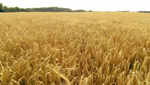 Stock Video Field Of Wheat Ready For Harvesting Live Wallpaper For PC