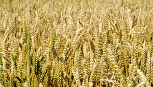 Stock Video Field Of Wheat Before The Harvest Season Live Wallpaper For PC