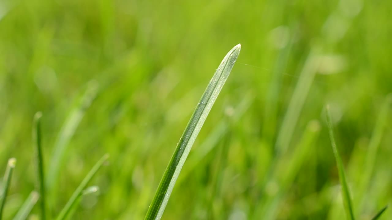 Download Stock Video Field Of Grass In The Sun Live Wallpaper For PC