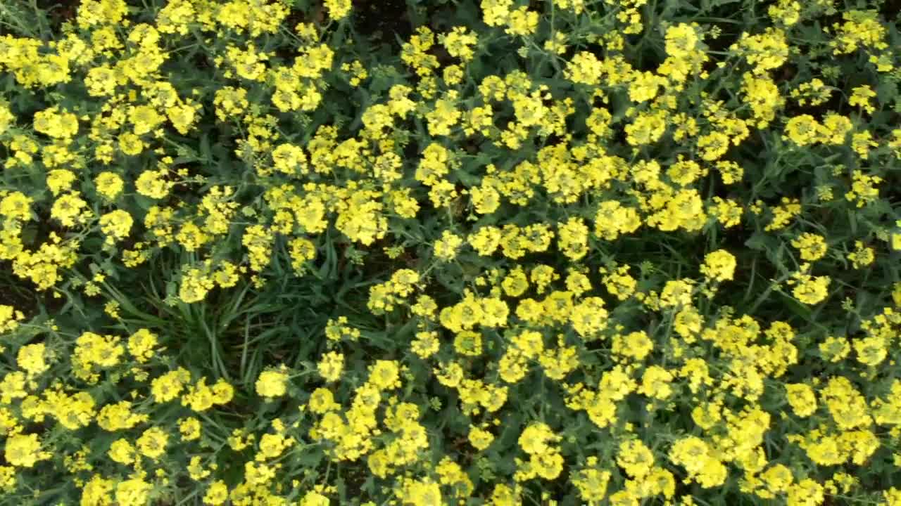 Download Stock Video Field Of Flowers Live Wallpaper For PC