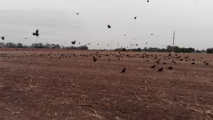 Stock Video Field For Sowing With Many Crows Taking Off Live Wallpaper For PC