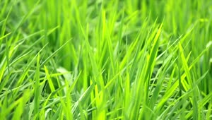 Stock Video Field Full Of Lush Grass Live Wallpaper For PC