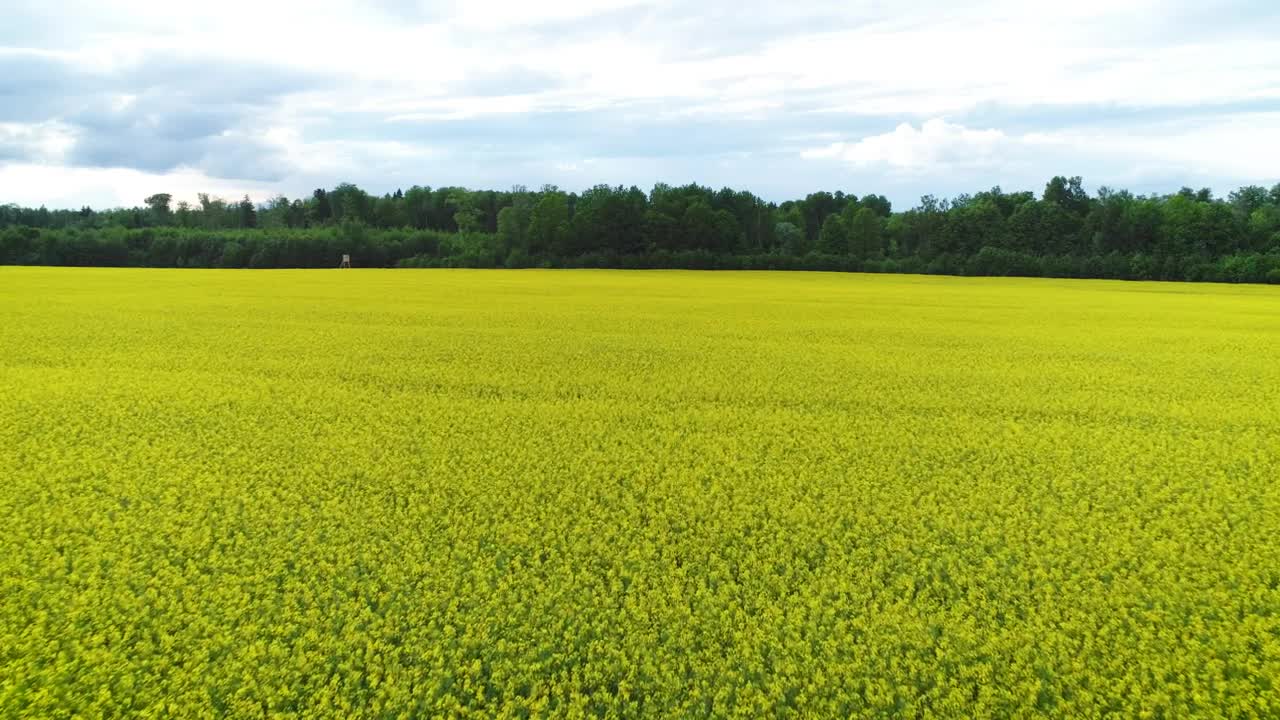 Download Stock Video Fiel Covered In Yellow Flowers Live Wallpaper For PC