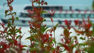 Stock Video Ferryboat In The Back Of Flowers In The Shore Live Wallpaper For PC