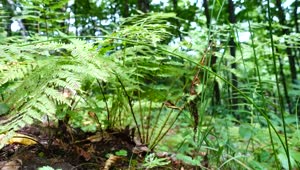 Stock Video Ferns Growing Over The Forest Floor Live Wallpaper For PC