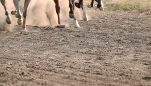 Stock Video Feet Of Horses Running On A Dirt Road Live Wallpaper For PC