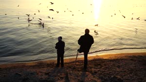 Stock Video Father And Son Feeding Seagulls On The Shore Of A Live Wallpaper For PC