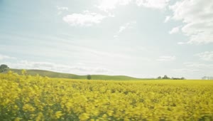Stock Video Farmers Field In The Summer Live Wallpaper For PC