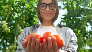 Stock Video Farmer Holding Tomatoes At A Greenhouse Live Wallpaper For PC