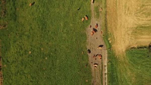 Stock Video Farm Animals In The Sun Live Wallpaper For PC