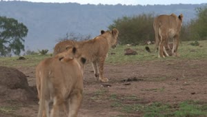 Stock Video Family Of Lions Walking On The Savanna Live Wallpaper For PC