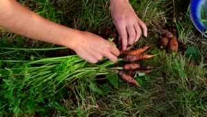 Stock Video Hands Harvesting Wild Carrots Live Wallpaper For PC