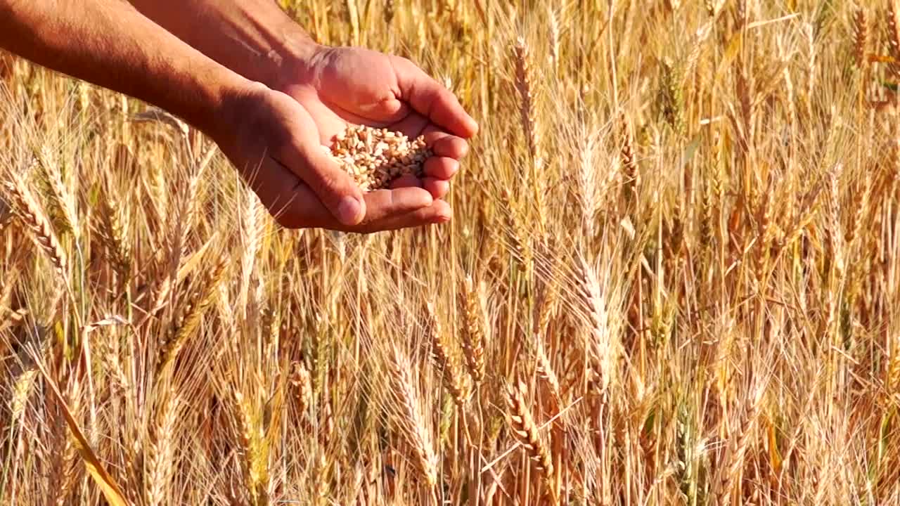 Download Stock Video Hands Checking The Wheat Crops Live Wallpaper For PC