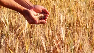 Stock Video Hands Checking The Wheat Crops Live Wallpaper For PC