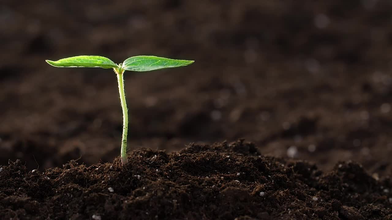 Download Stock Video Hand Watering A Small Plant Close Up Live Wallpaper For PC