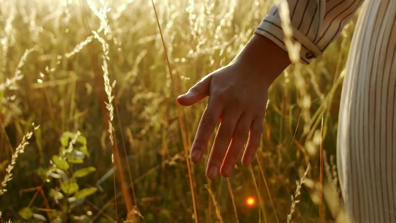 Download Stock Video Hand Touching Wheat In Golden Sunset Live Wallpaper For PC