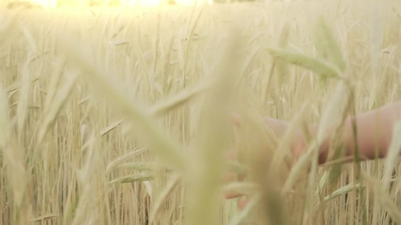 Download Stock Video Hand Of A Girl During A Walk In A Wheat Live Wallpaper For PC