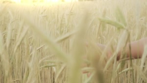 Stock Video Hand Of A Girl During A Walk In A Wheat Live Wallpaper For PC