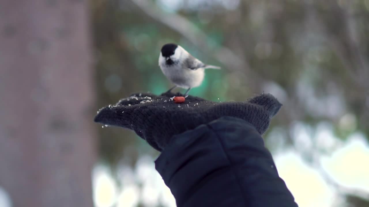 Download Stock Video Hand Feeding A Tiny Bird Live Wallpaper For PC
