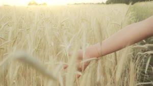 Stock Video Hand Brushing Through Wheat Field In Slow Motion Live Wallpaper For PC