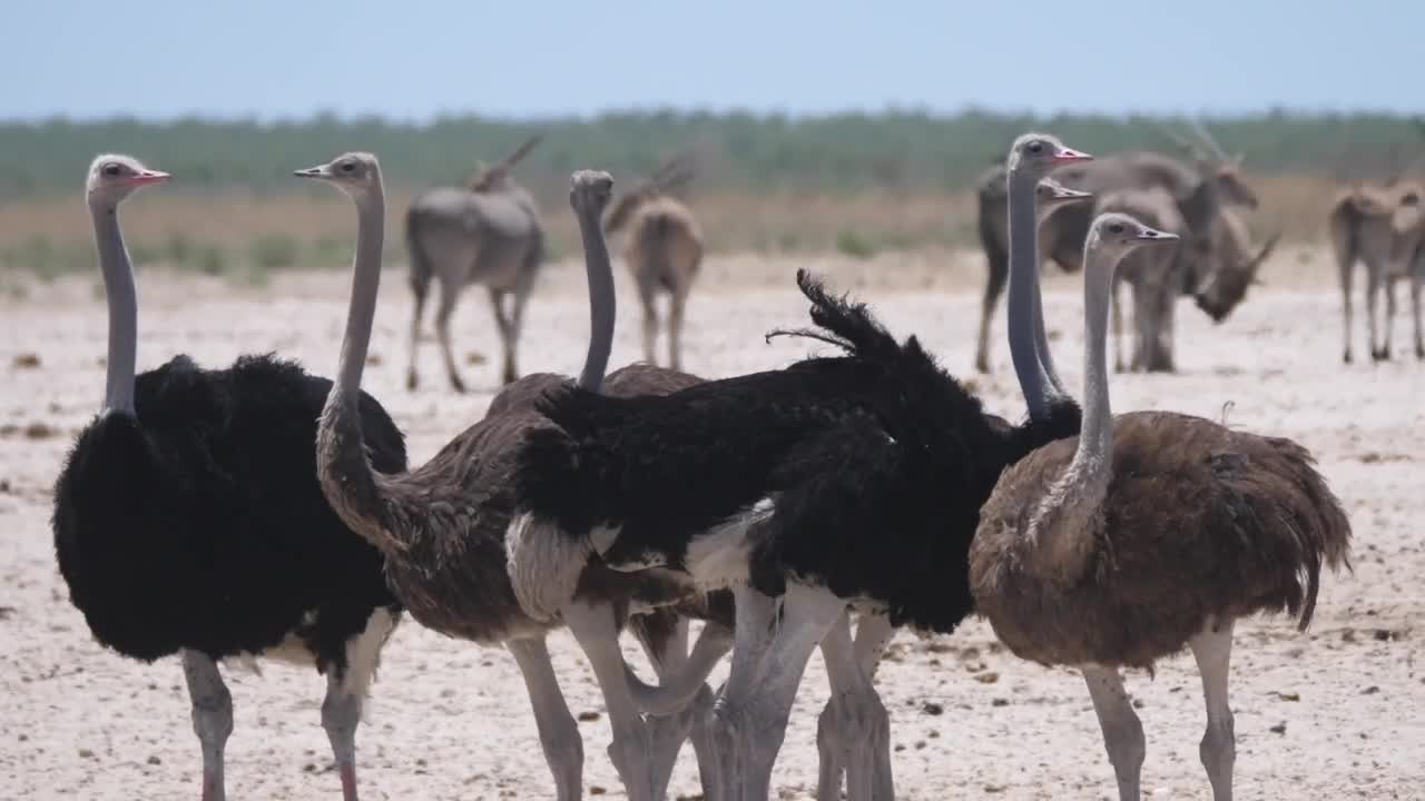 Download Stock Video Group Of Ostrich On A Dry Savanna Live Wallpaper For PC