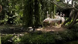 Stock Video Group Of Flamingos On The Shore Of A Lake Live Wallpaper For PC