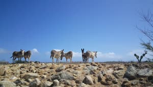 Stock Video Group Of Donkeys On A Deserted Landscape Live Wallpaper For PC