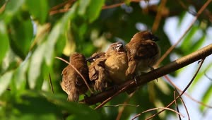 Stock Video Group Of Birds Resting In A Tree Live Wallpaper For PC