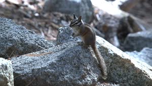 Stock Video Ground Squirrel Standing On A Rock Live Wallpaper For PC