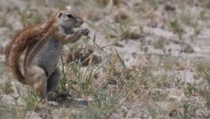 Stock Video Ground Squirrel Eating Grass Live Wallpaper For PC