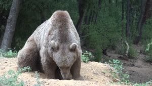 Stock Video Grizzly Bear Sniffing The Ground Live Wallpaper For PC