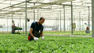 Stock Video Greenhouse Worker Inspects Growth Of Vegetables Live Wallpaper For PC