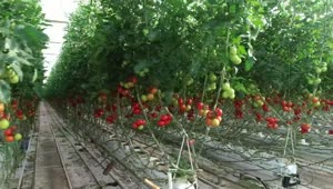 Stock Video Greenhouse Full Of Tomato Plants Live Wallpaper For PC