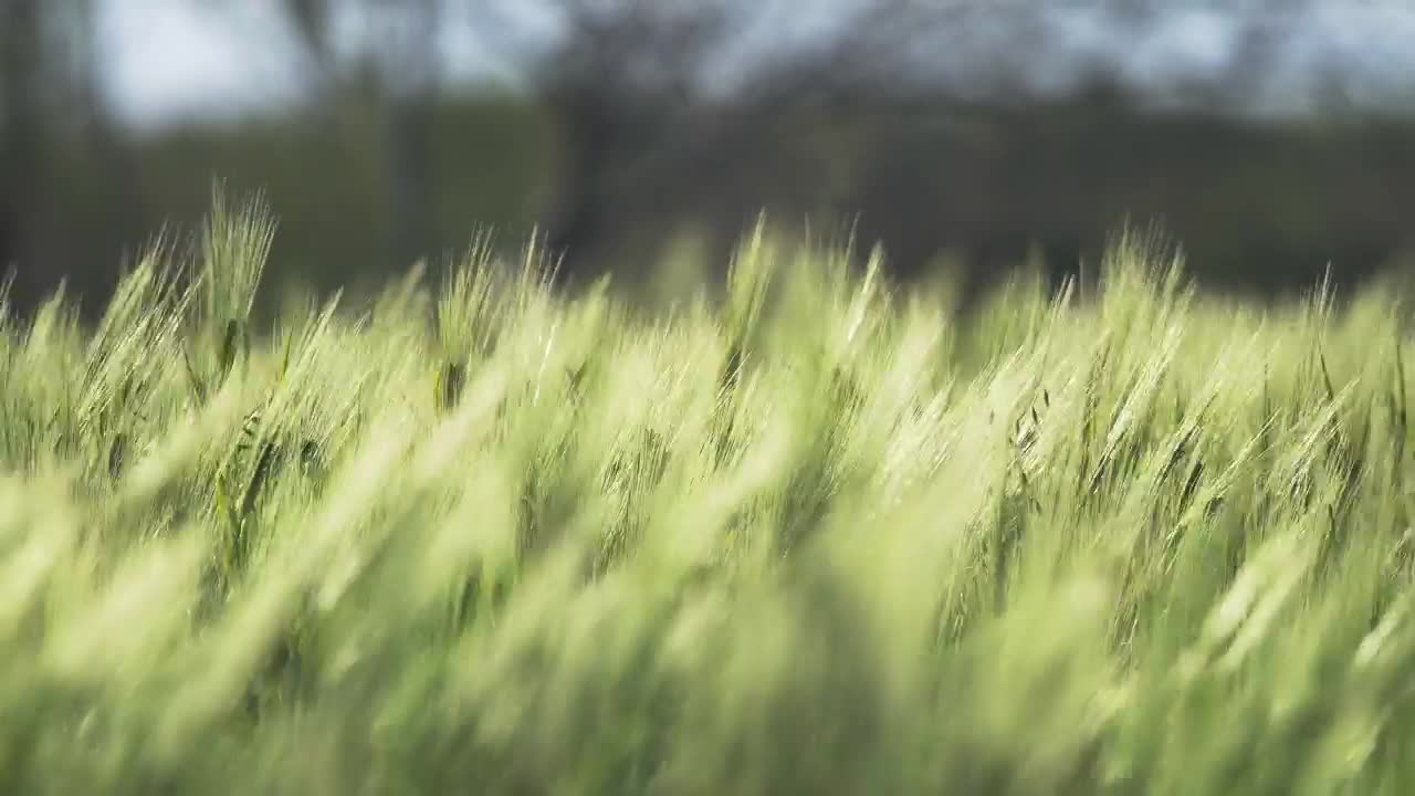Download Stock Video Green Wheat Moving With The Wind Live Wallpaper For PC