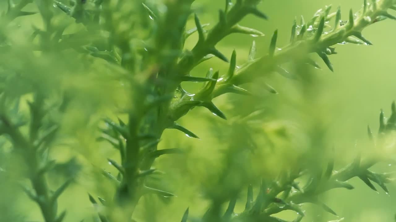 Download Stock Video Green Wet Plants Close Up Live Wallpaper For PC